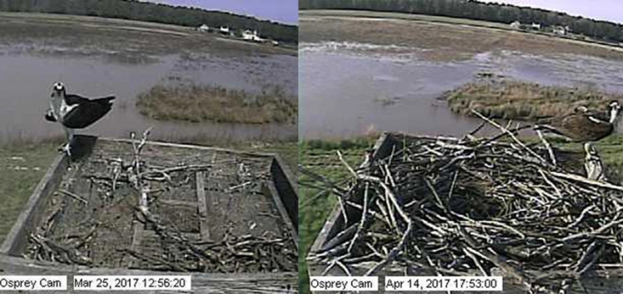 Comparison of the Osprey Cam nest over a three-week period. 