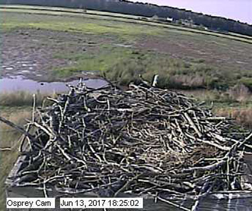 Missing egg on the Osprey Cam nest